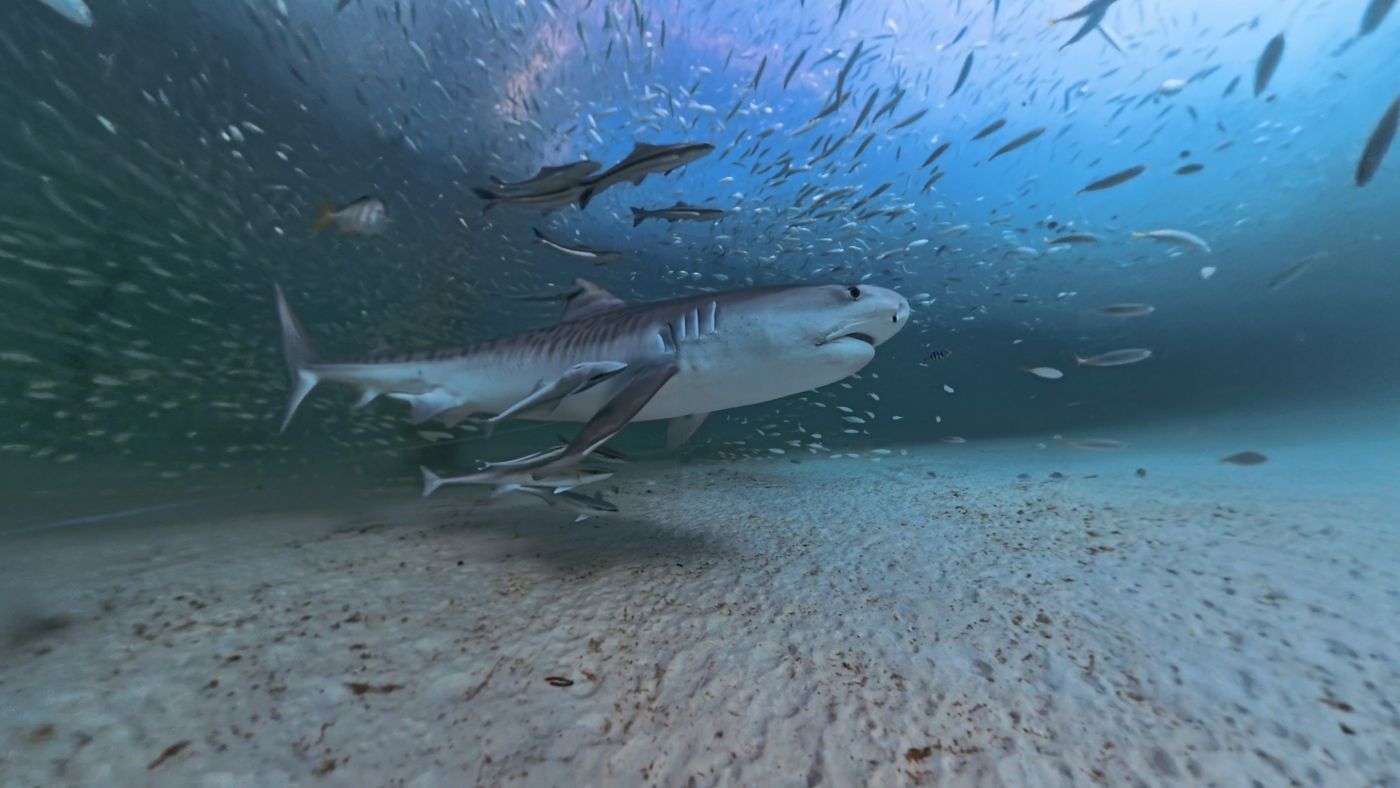 A tiger shark gliding over sand with a school of fish